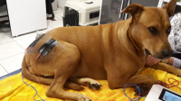 Elektrotherapie Hundephysio Haber Augsburg Schwabmünchen