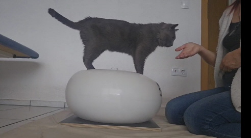 Physiotherapie Katze